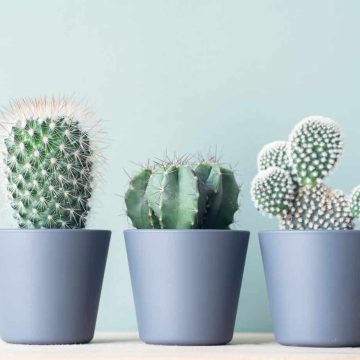 Kaktusy doniczkowe – sprawdź, na czym polega ich odpowiednia pielęgnacja