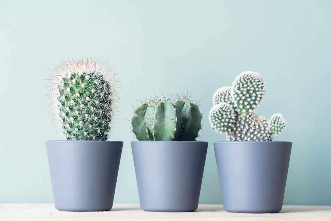 Kaktusy doniczkowe – sprawdź, na czym polega ich odpowiednia pielęgnacja