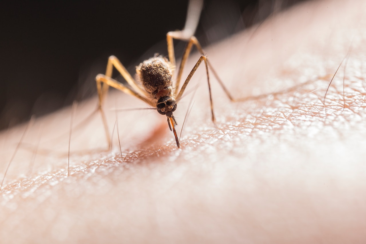 Thermacell – skuteczny sposób na odstraszanie komarów